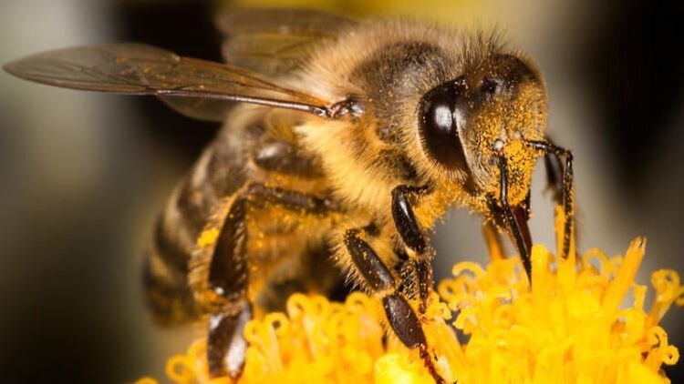 Las abejas ayudarán a superar el dolor de espalda debido a la osteocondrosis